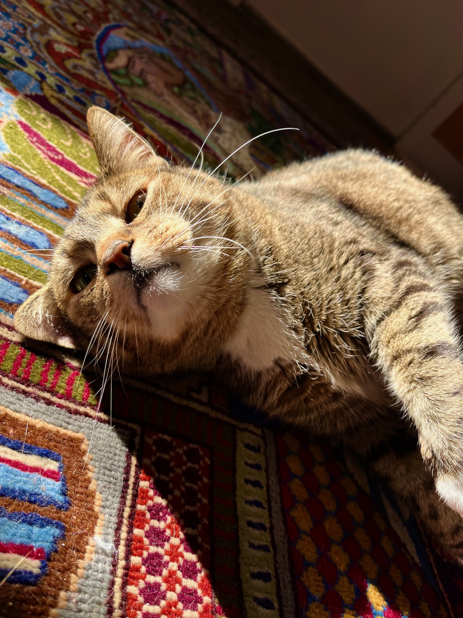 sunshine boy